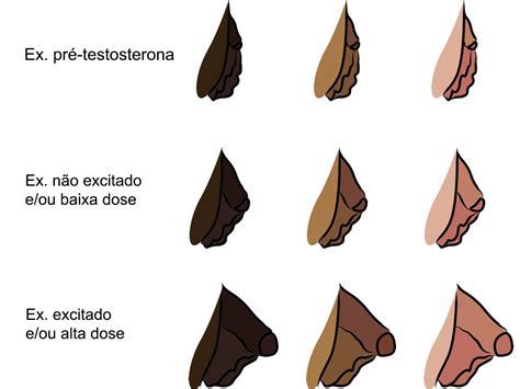 bottom growth trans|Testosterone HRT and Bottom Growth